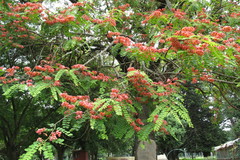 Cassia roxburghii
